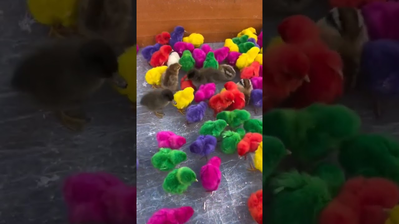 chicks, Colorful Chick #chicken #chicks #cock #birds #shortvideo #shorts #short #viral #youtube