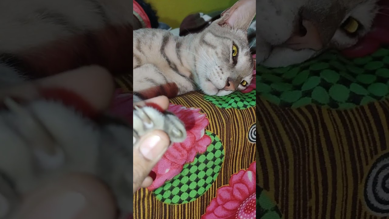 #cat