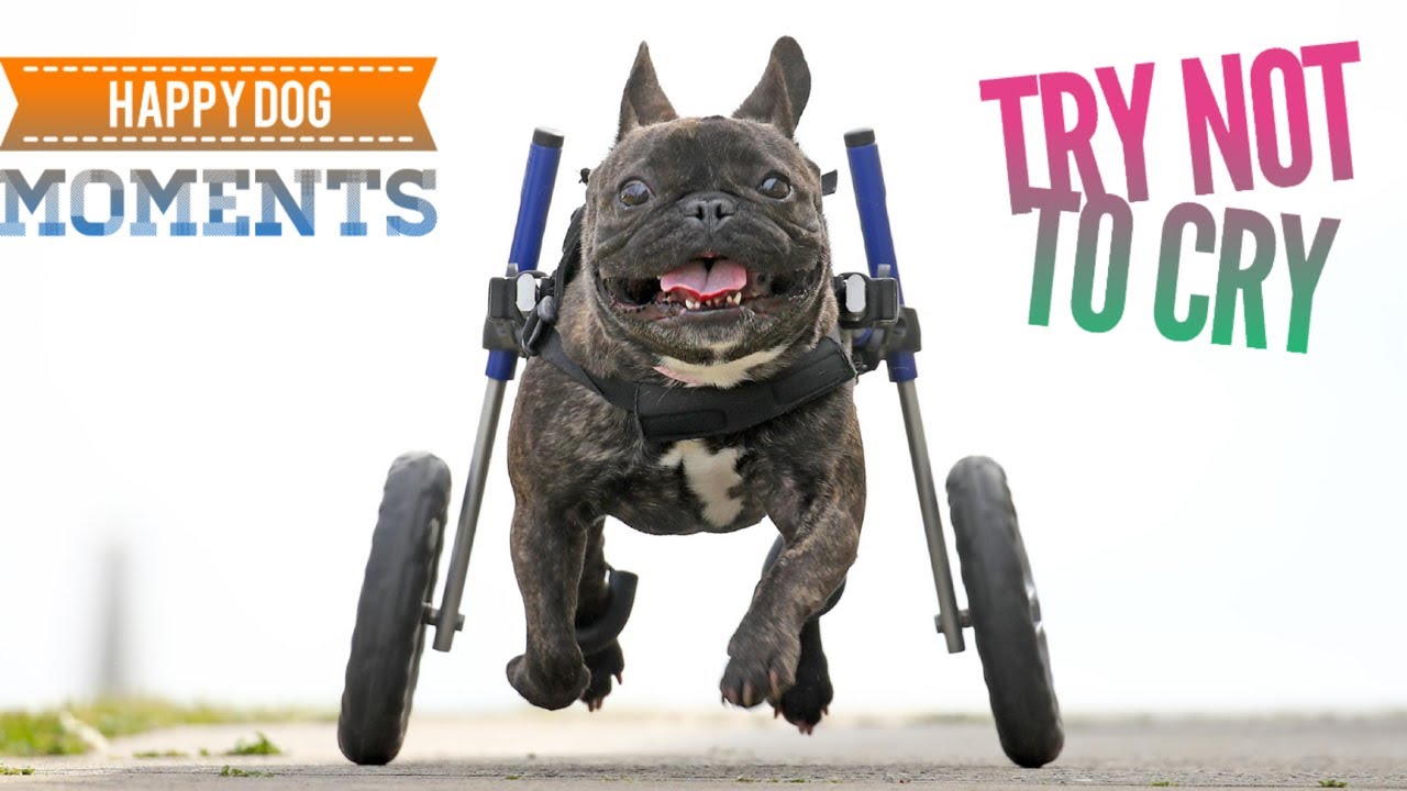 Happy Dog Get Excited When Try Wheelchair The First Time Compilation