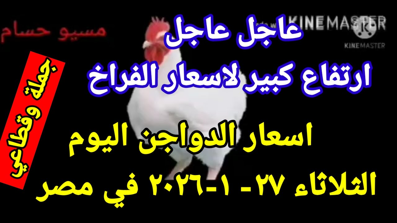 اسعار الفراخ البيضاء اليوم سعر الفراخ البيضاء اليوم الثلاثاء 27-1-2026 جمله وقطاعي فى مصر 