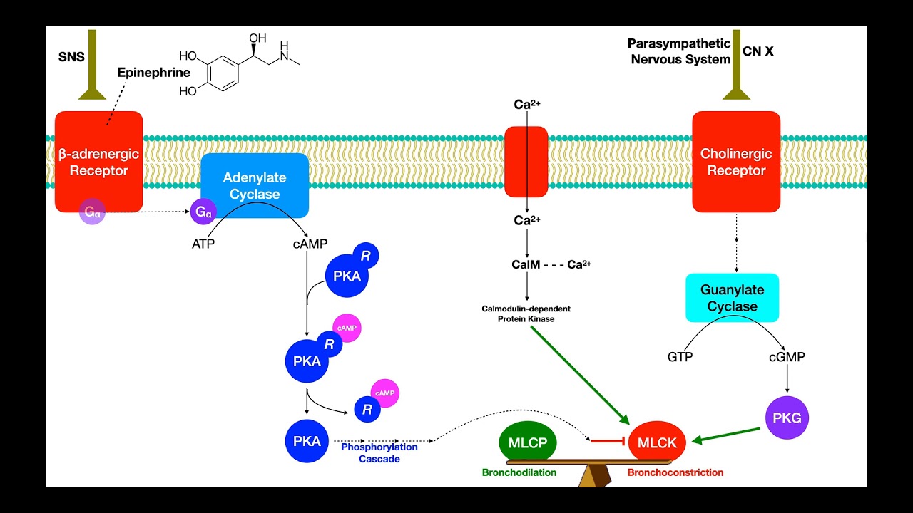 Pulmonary Pharmacology [Part 1] | Bronchoconstriction & Bronchodilation Mechanisms