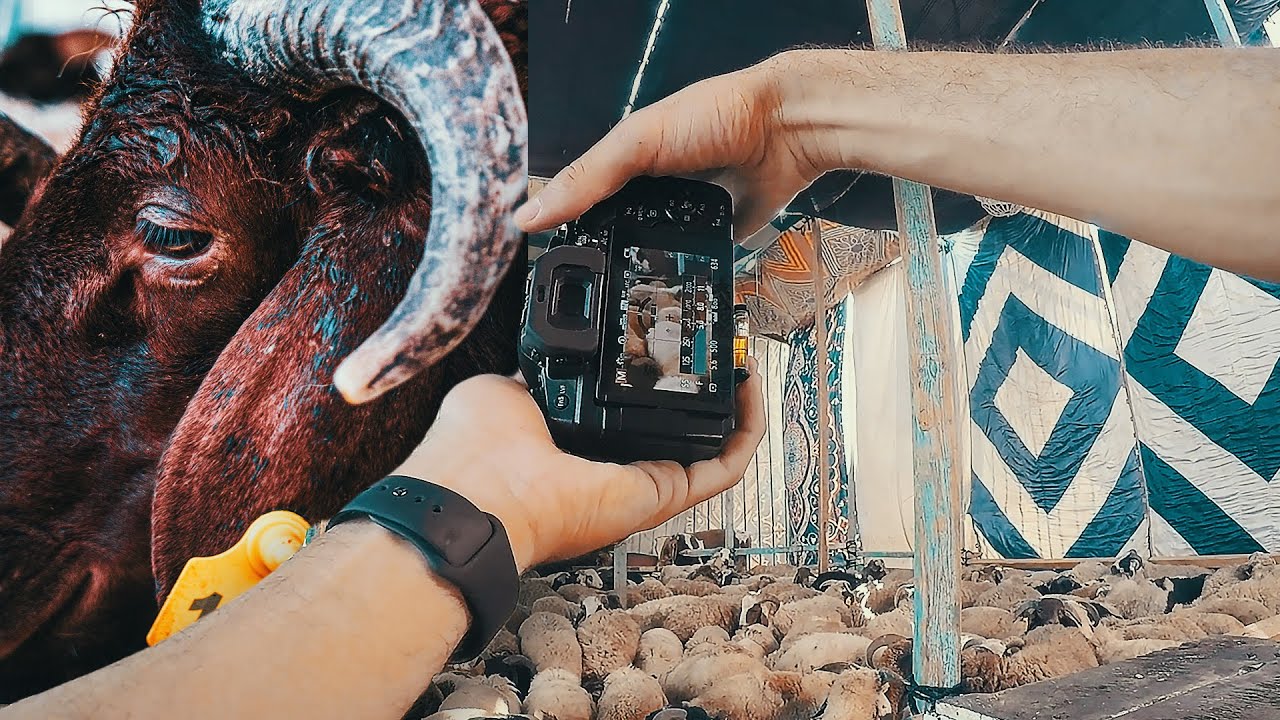 ازاي تصوير في الشارع | نزلت صورت خروف العيد