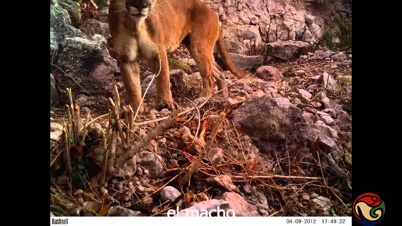 felinos boquerón de tonalá