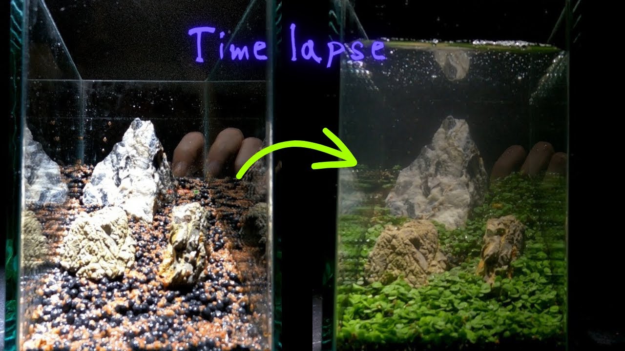 Growing Aquatic Plants From Seeds - 10 days time lapse.
