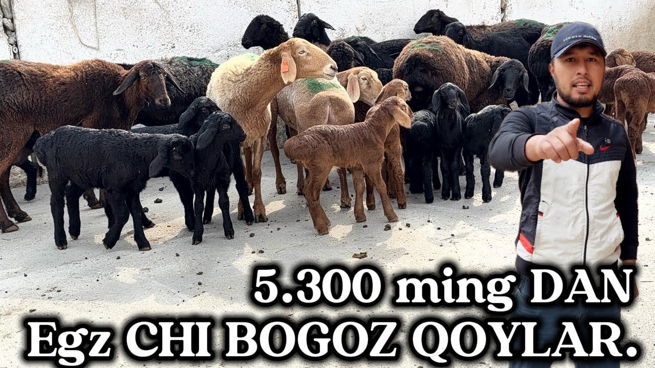 😱 5.300 ming DAN EGZ CHI ONA BOLA BOGOZ QOYLAR 🔥SHOK😱NARX.