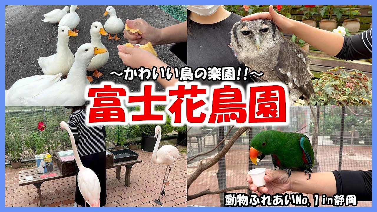 【富士花鳥園】動物ふれあいNo 1in静岡～かわいい鳥に癒される‼︎～