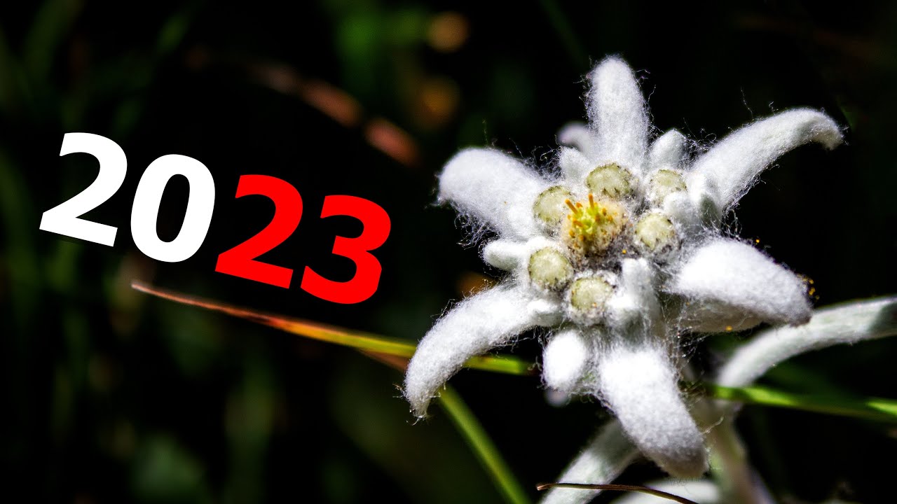 Шарафанье, итоги 2023 года