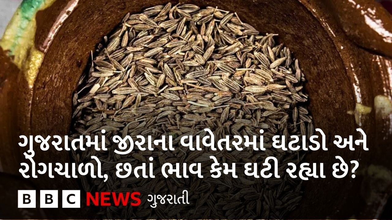Jeera ગુજરાતમાં આ વર્ષે પાકમાં ઘટાડો થયો છે છતાં ભાવ કેમ નથી વધી રહ્યા?