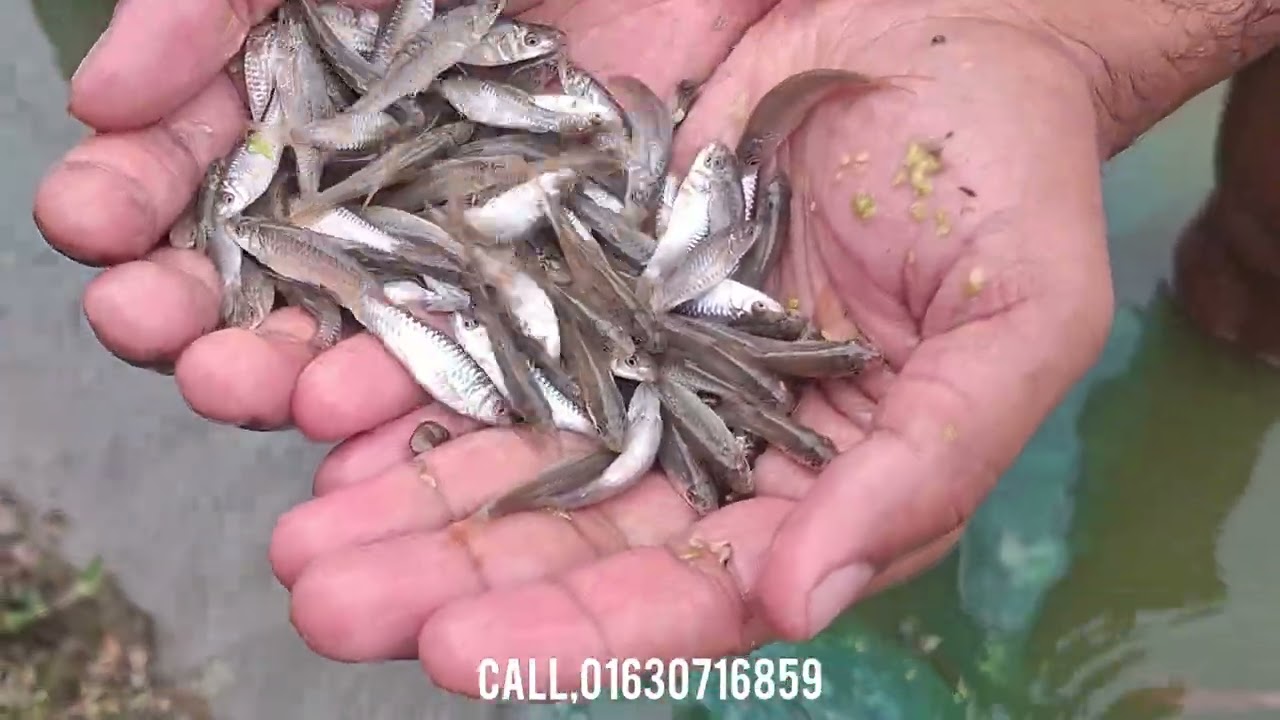 সবচেয়ে দামি জাতের মাছ| বিলুপ্তির মহাশৈল মাছ| বাণিজ্যিকভাবে মহাশোল মাছ চাষ| পুকুরে মহাশোল মাছ চাষ।
