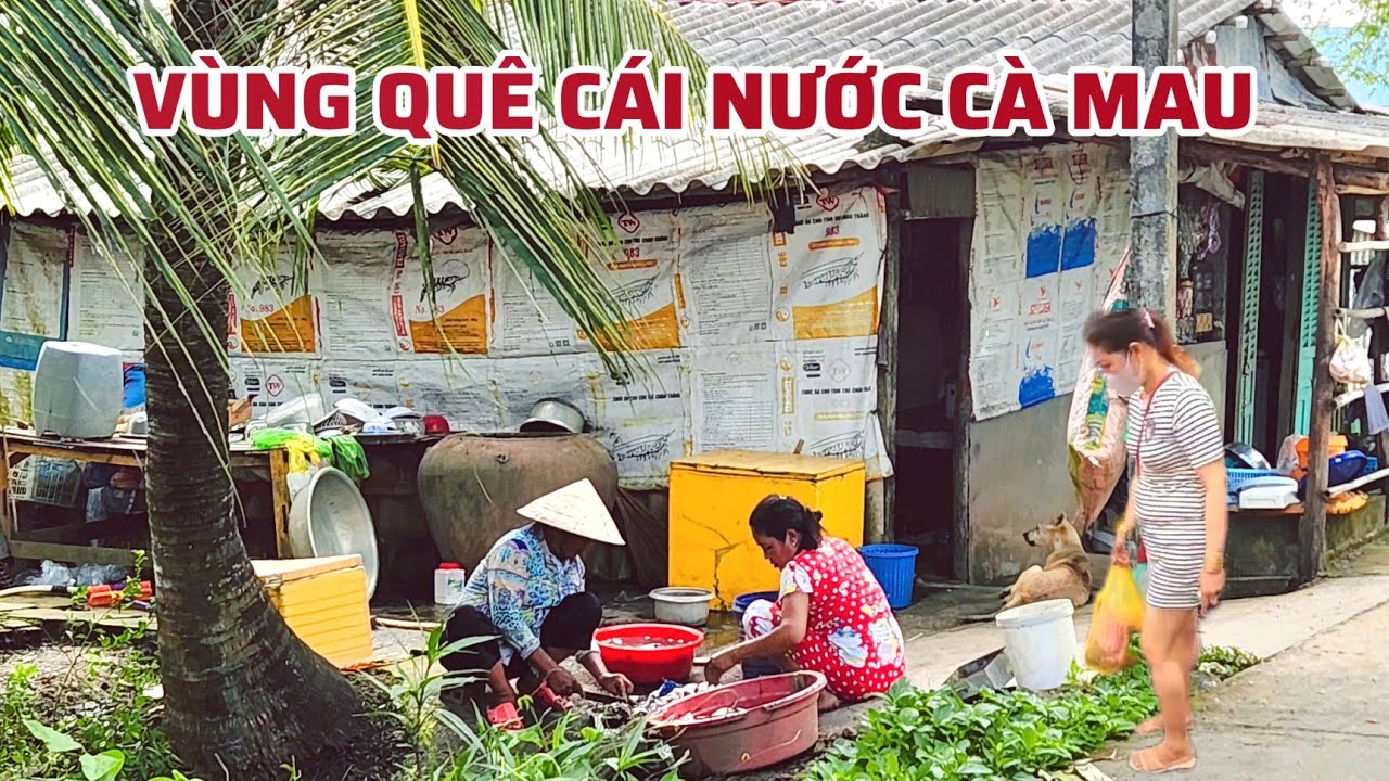 Đắng Lòng Nước Dâng Ngập Cả Ruộng Đồng, Vùng Quê Vắng Vẻ Không Đèn Đường Tại Xã Cái Nước Cà Mau