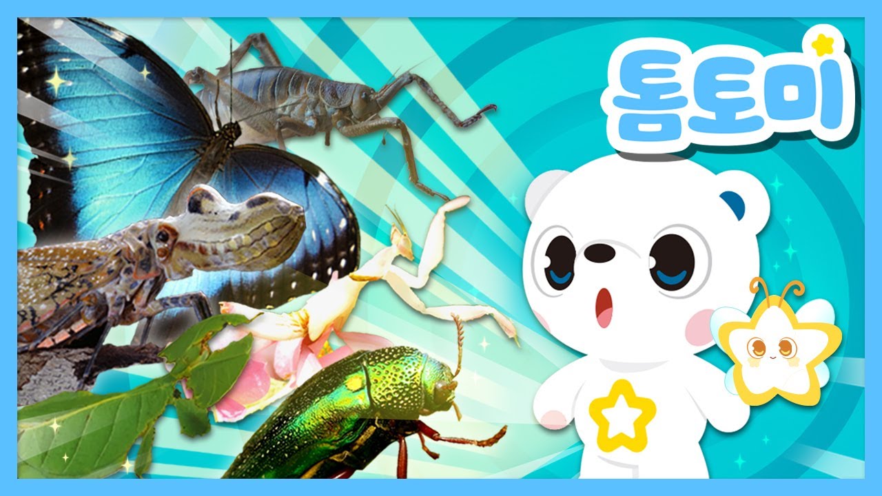 [🌟NEW]🌟 톰토미의 별별별 - 곤충별🌟 | 곤충별이 보여주는 특이한 곤충들의 실제 모습 | 생생 자연학습 | 곤충동요 | 특이한시리즈 | 톰토미(TOMTOMI)