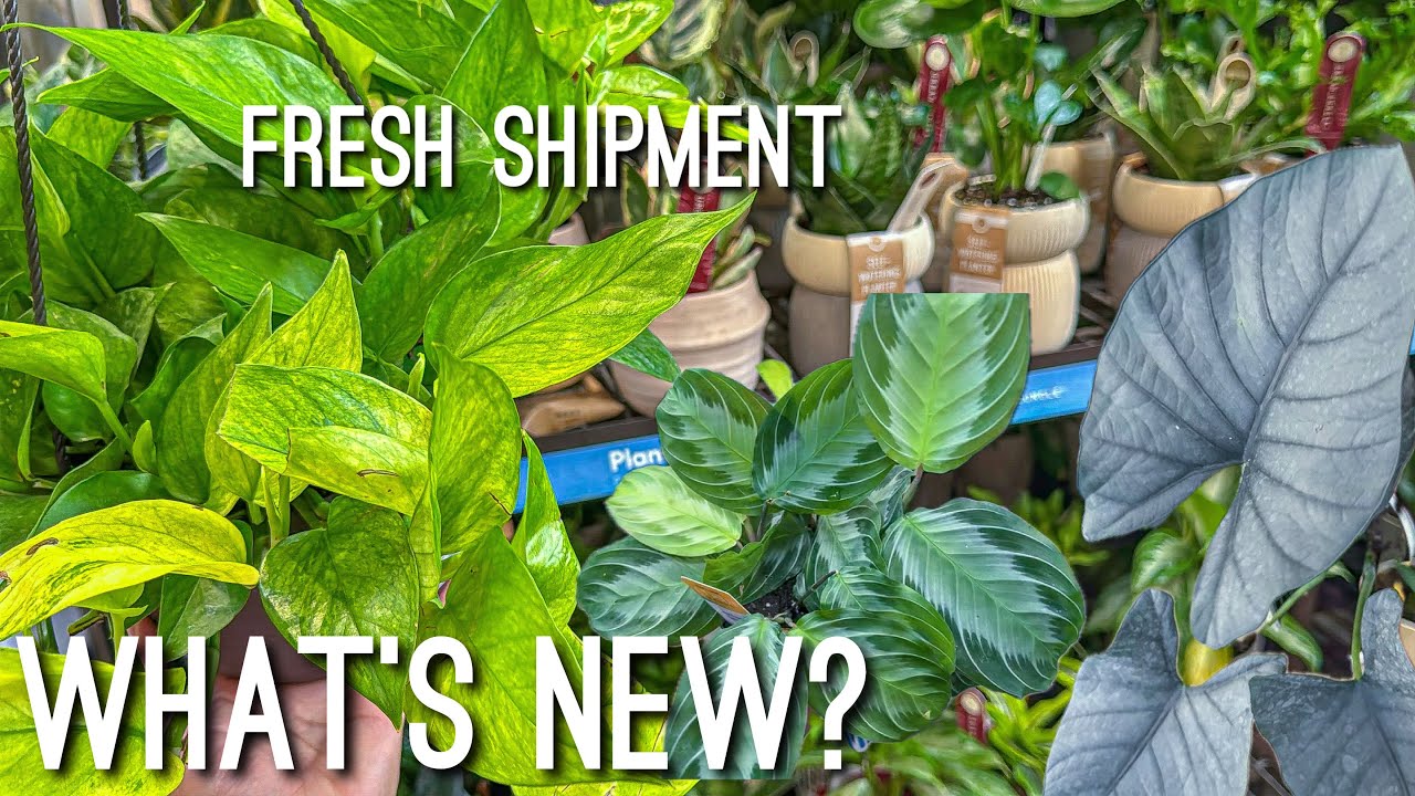 Свежие поставки комнатных растений и выгодные предложения в Lowes! Крупный сетевой магазин, специ...
