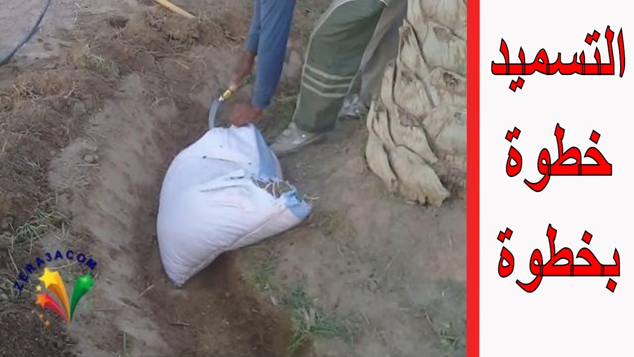 تسميد النخيل و تسميد فسائل النخيل