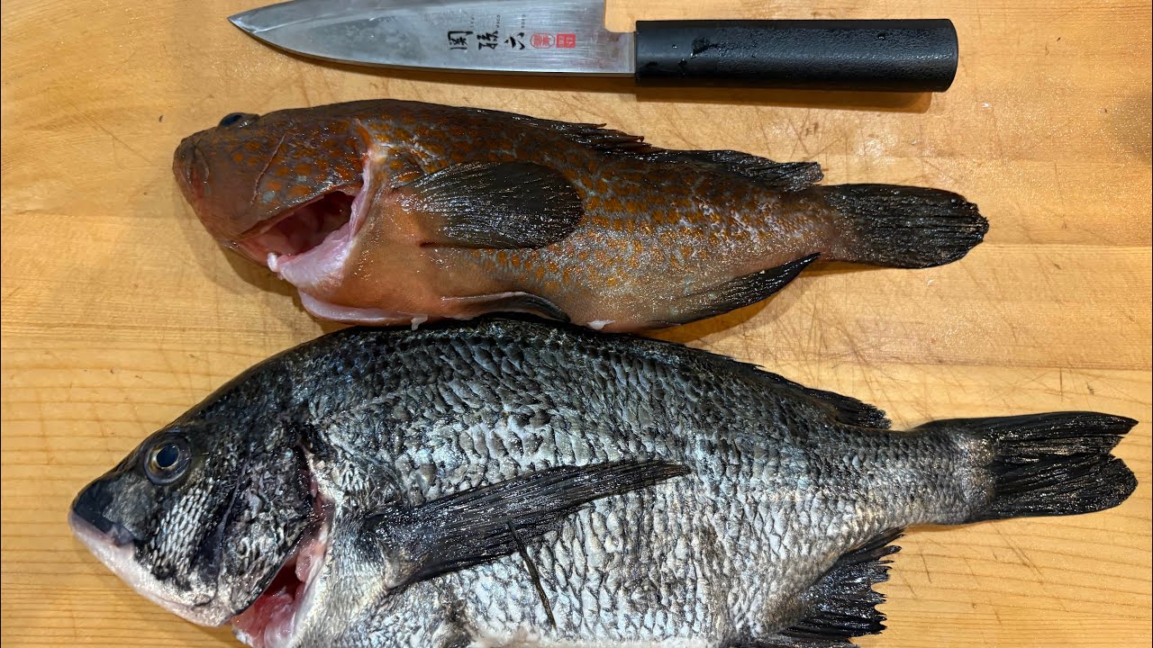 大漁エビ撒き釣り　アコウ、チヌ、グレ　最初メガドッグ180投げました