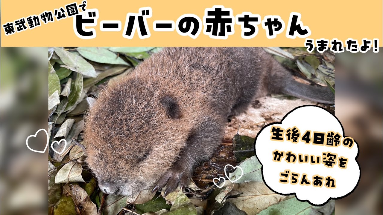 【ビーバーの赤ちゃんが産まれたよ！】東武動物公園　公式YouTubeチャンネル