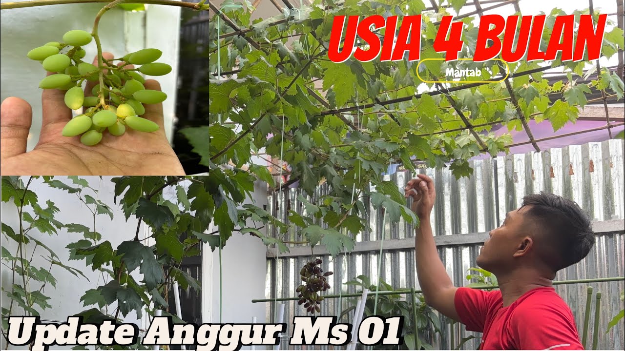Riview Anggur Ms 01 | Usia 4 Bulan