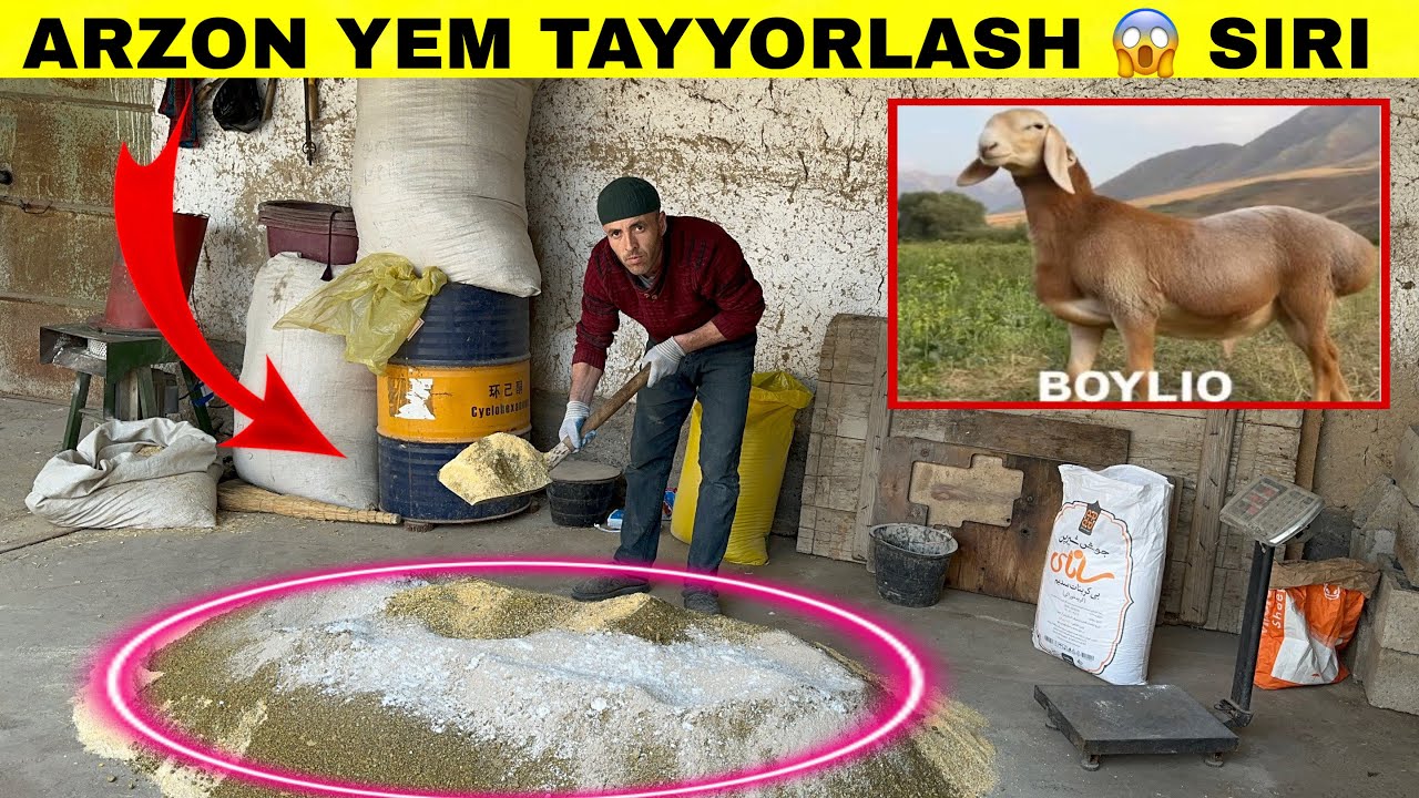 Qoylarga Uy Sharoyitida Juda Arzon Yem Tayyorlash.
