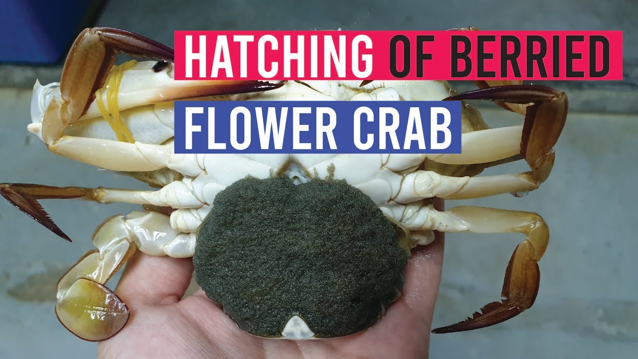 Hatching of Berried Flower Crab in RAS | Hatchery for Crab Farming
