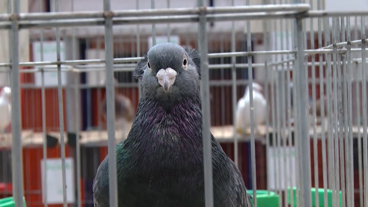 MEĐUNARODNA IZLOŽBA GOLUBOVA I KUNIĆA