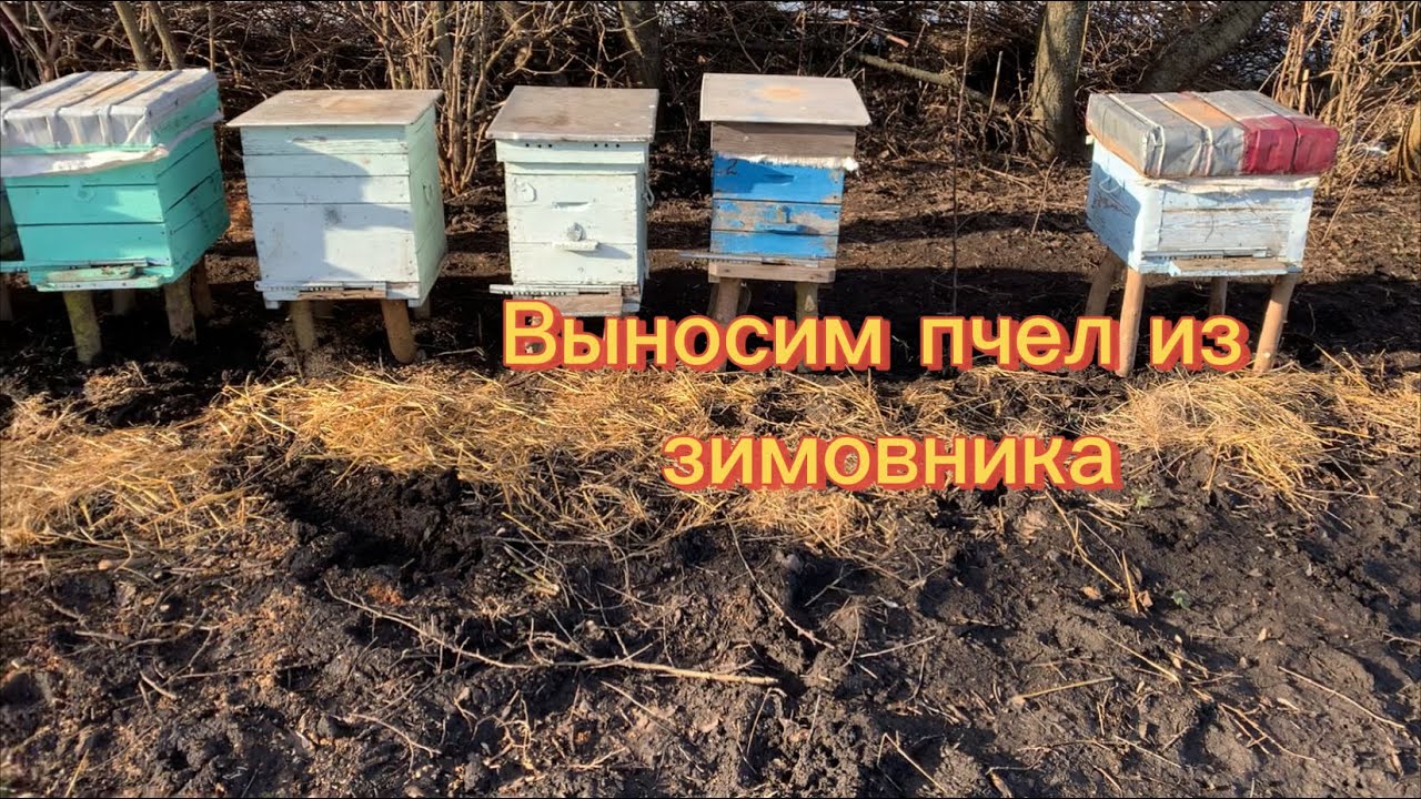 Выносим пчел. Один из поросят проживет свою счастливую поросячью жизнь 🐷