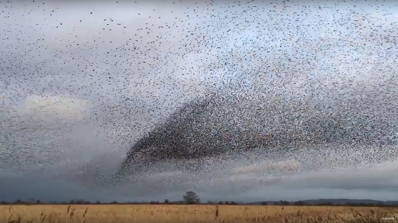 AMAZING Bird Flocks! | BBC Earth Explore