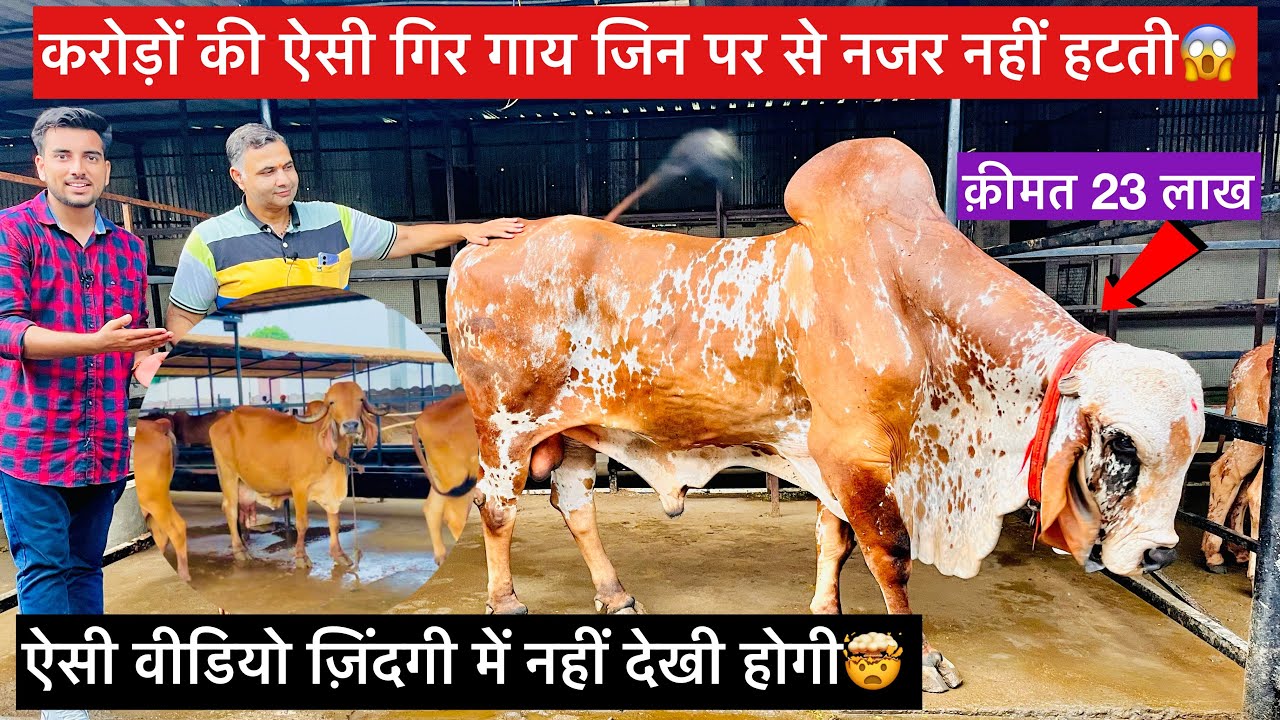 1 करोड़ की शानदार गिर गाय- 23 लाख का अमर बूल😱 | Top gir cows in Premdhan Gir Gaushala Rajasthan