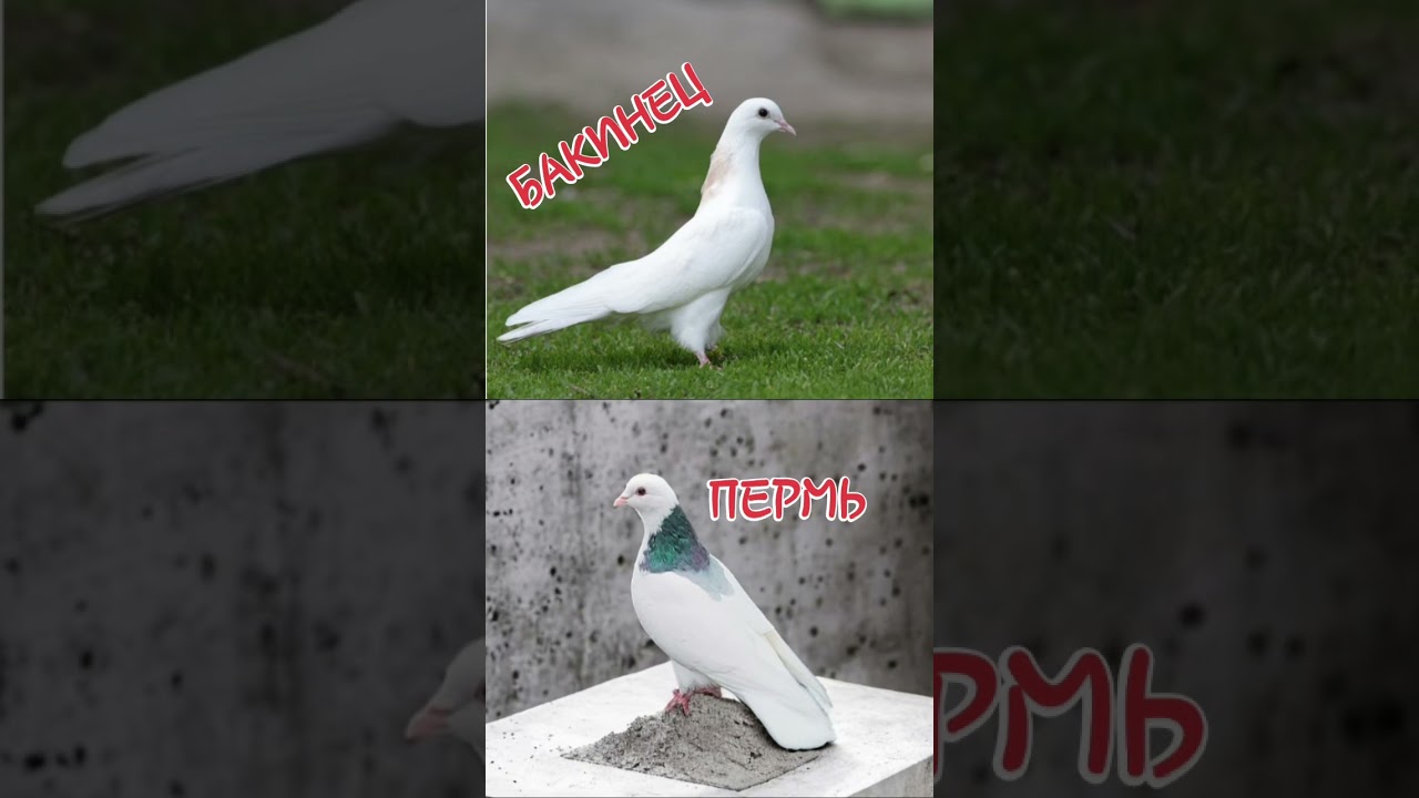 Трек 