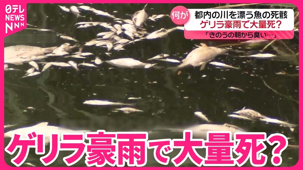 【ゲリラ豪雨で？】魚の死骸…都内の川を漂う  東京・江東区