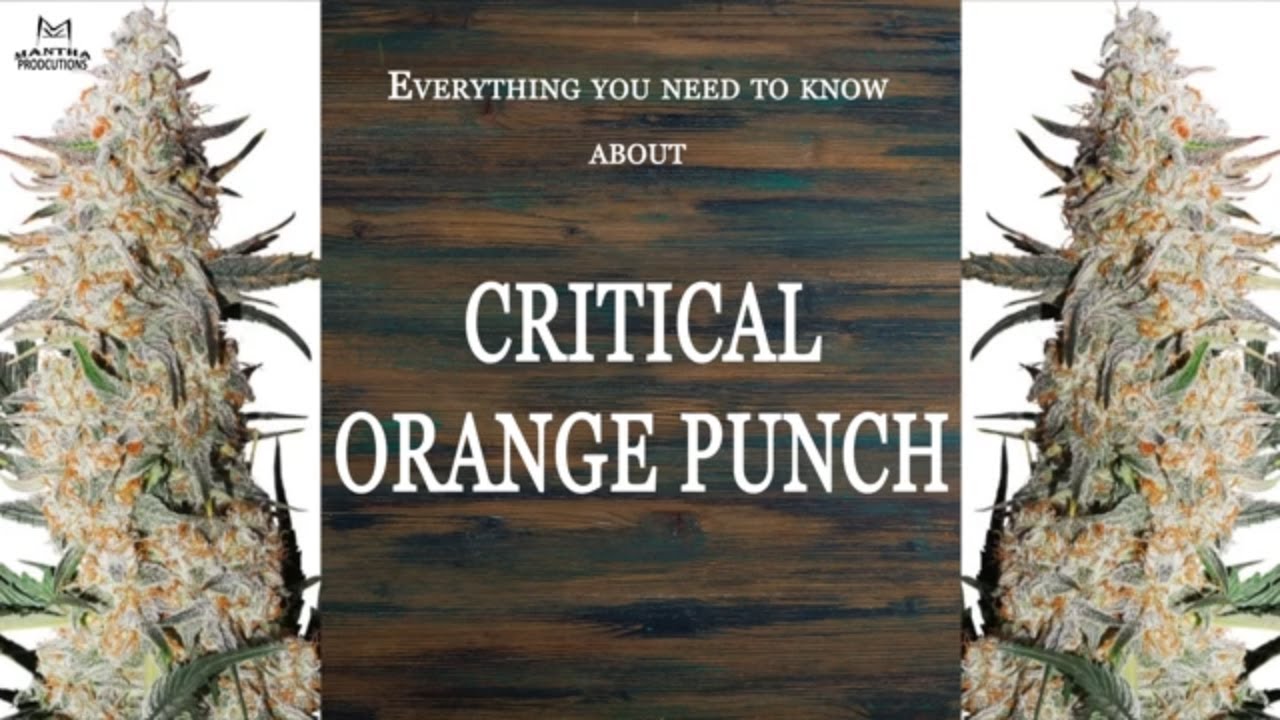 Critical Orange Punch | Best Buds Strain Spotlight