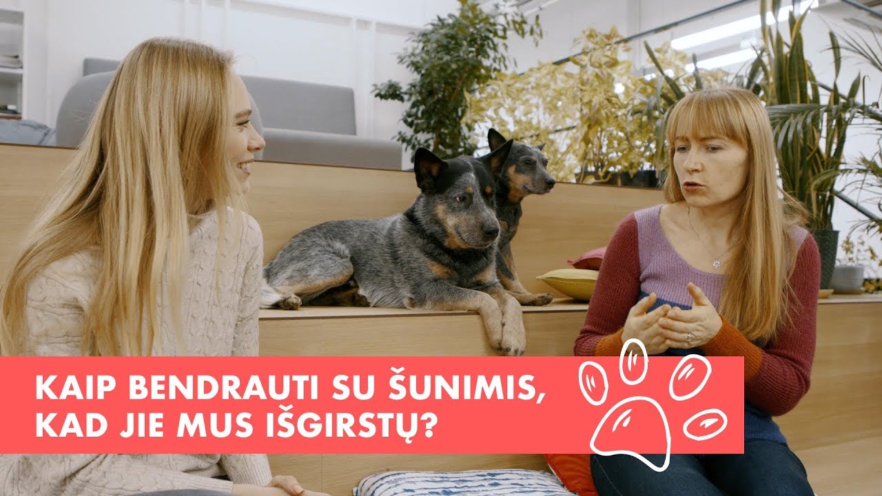 Nuo letenos iki uodegos. Ar tikrai mūsų augintiniai neklauso? Dresuotoja pasakoja apie kūno kalbą