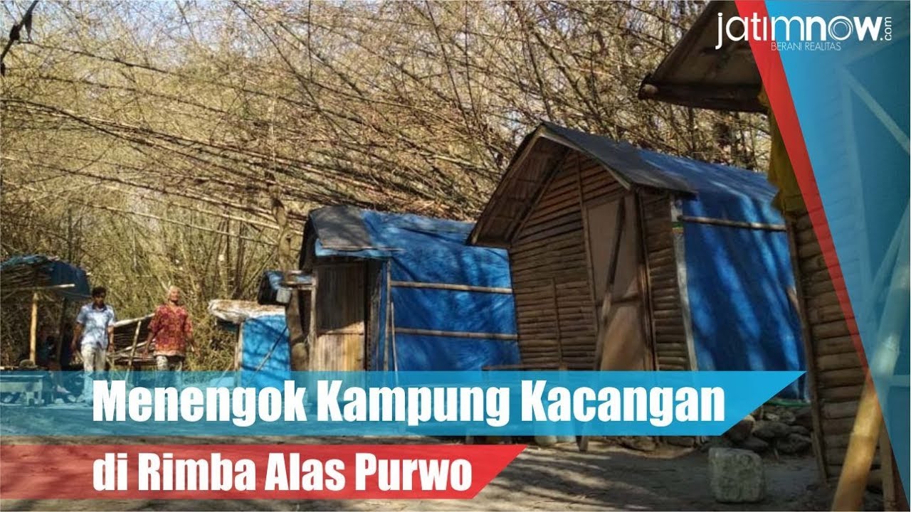 Menengok Kampung Kacangan di Rimba Alas Purwo