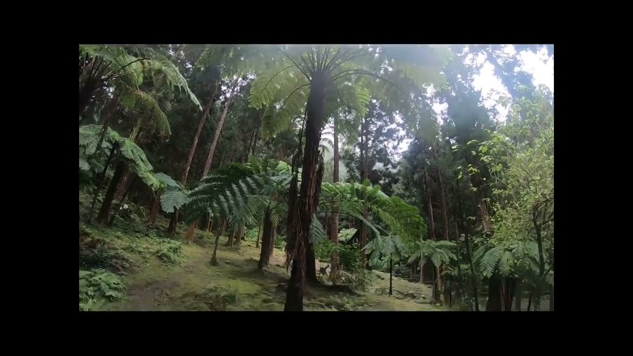 #1 - La forêt du rond de la plaine des grègues à St Jo .