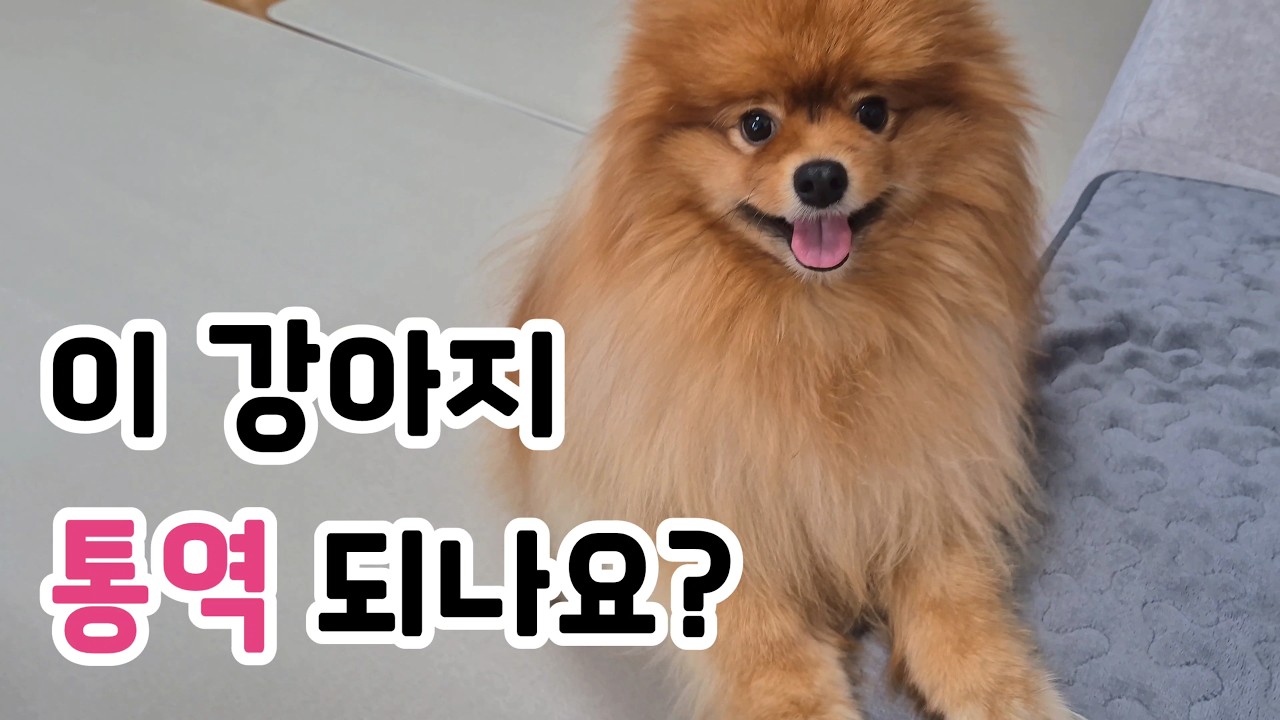 이 강아지 통역 되나요? (Can This Dog Be Translated?)