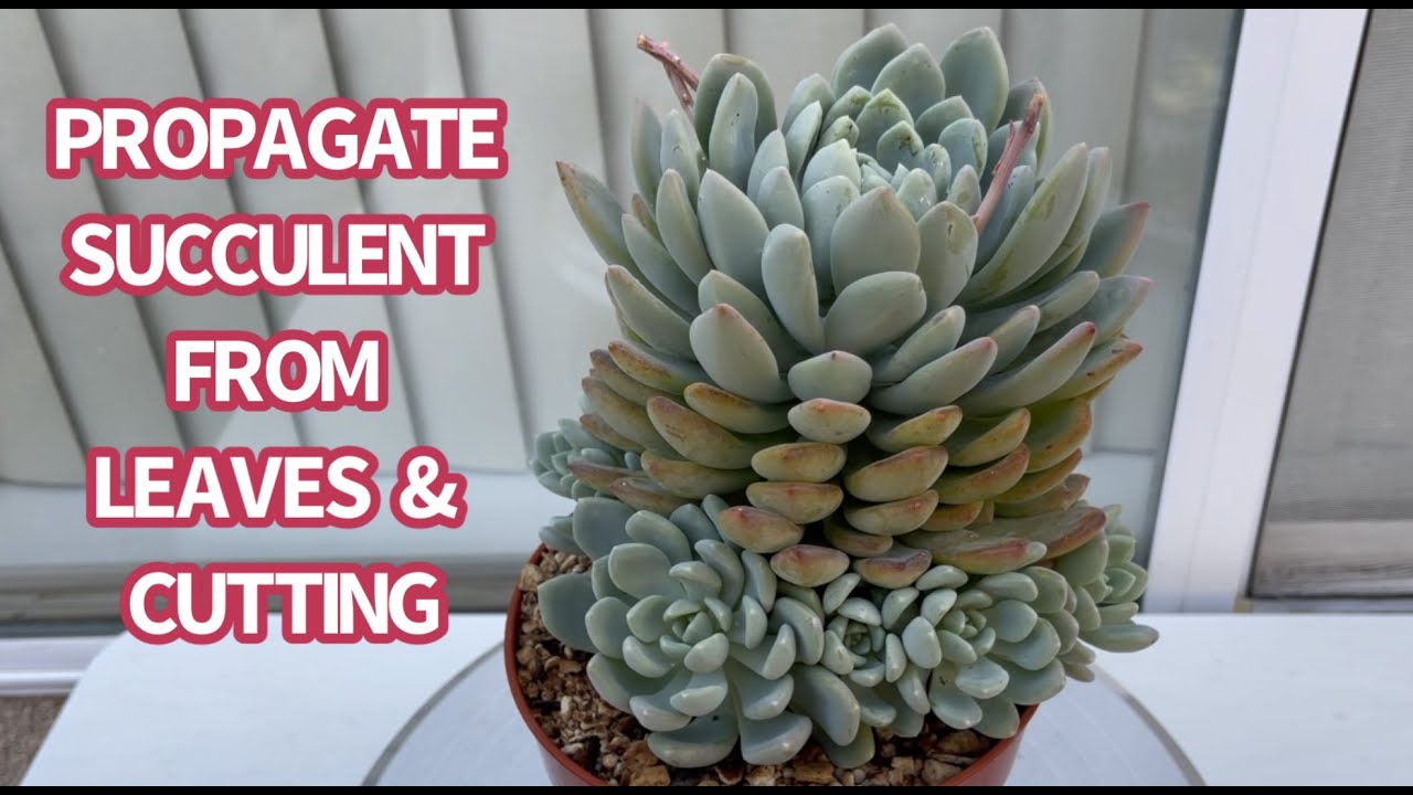 #529 PROPAGATION SUCCULENT FROM LEAVES & CUTTING | NHÂN GIỐNG SEN ĐÁ BẰNG LÁ | 다육식물 | 多肉植物