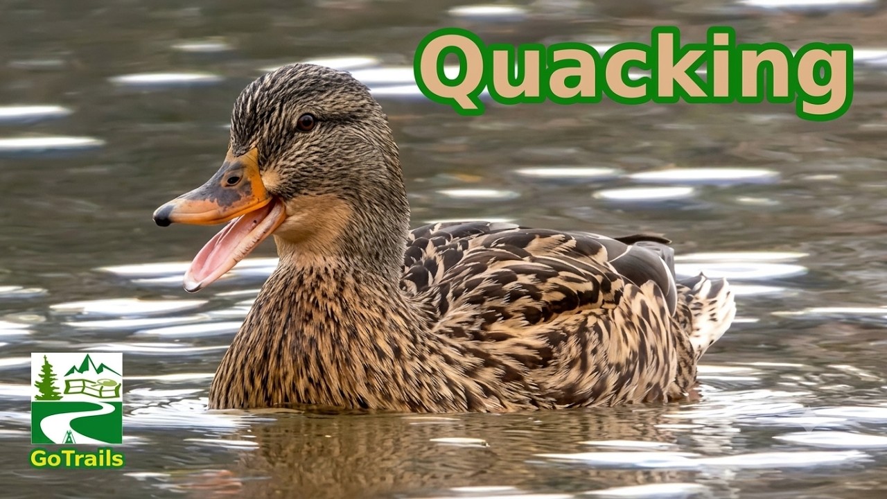 Mallard duck quacking / call sounds | Female / Hen