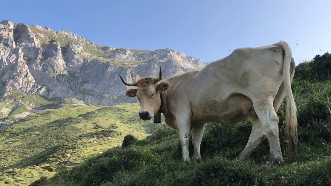 Camino Vadiniense y Lebaniego, 5: Espinama-Portilla de la Reina