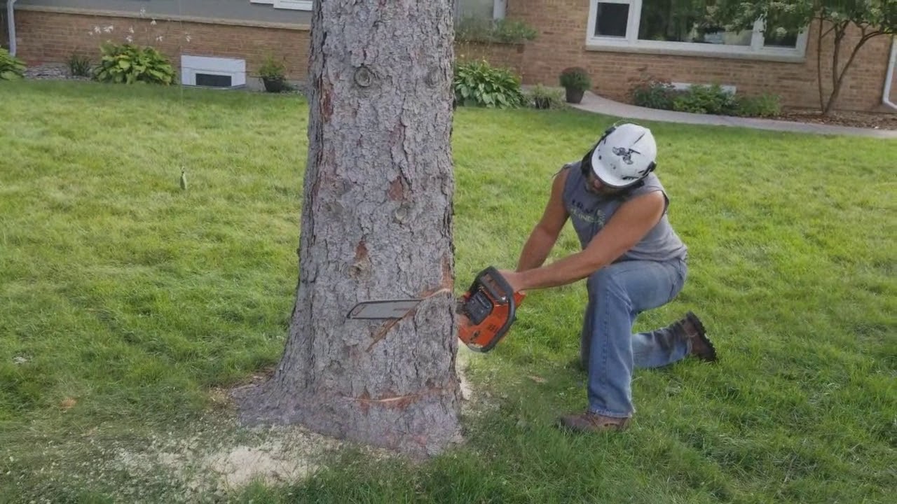 Urban Tree & Landscape - Tree Pruning and Tree Removal