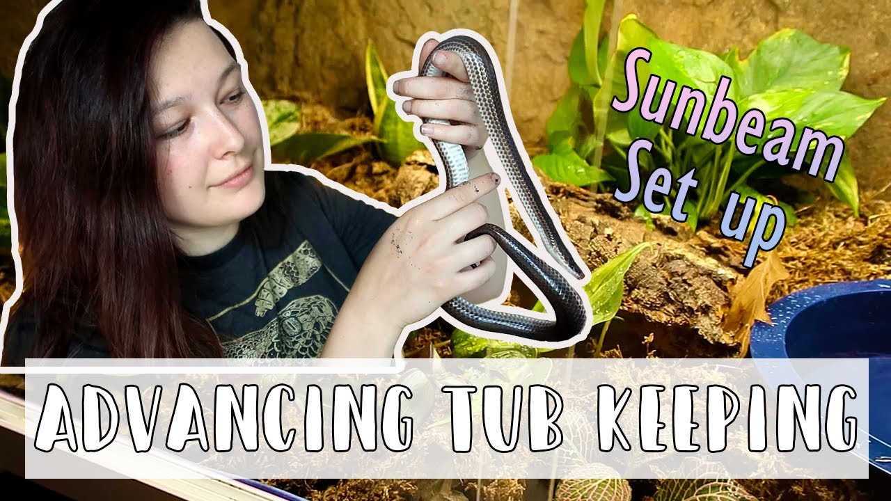 Advancements in Tub Keeping for Reptiles! // Sunbeam Snake Set Up