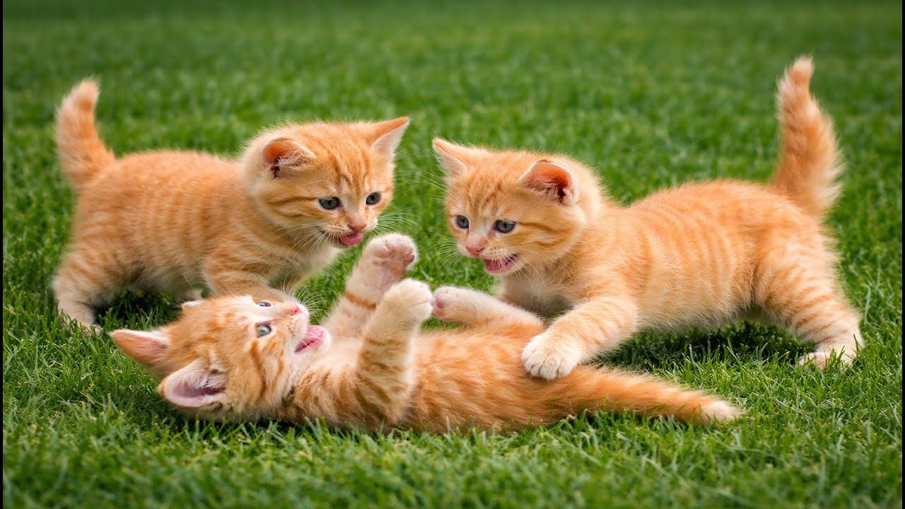 🐾🌾 Adorable Kittens Playing with Farm Friends | Dogs, Rabbits, Ducks & More | Cute Animal Video