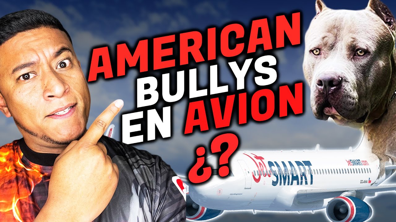 ✅¡Como viajar con tu American Bully en Avion! ✈