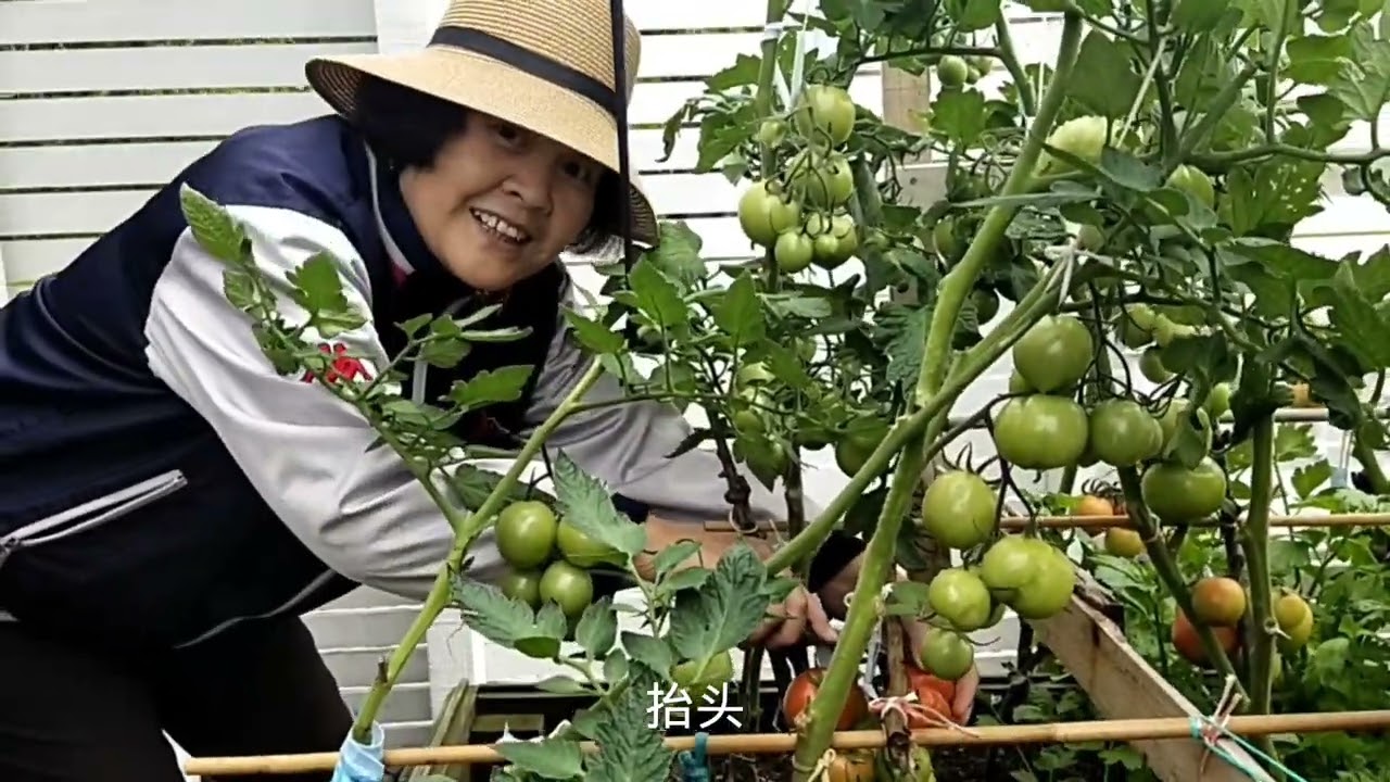 2022年2月14日。自家种的西红柿去年11月育苗，3个多月后开始第一次采摘。疫情闹得哪也去不了，有大把的时间整理鲜花、菜地，在每天悠闲时光中关注一下自己的劳动成果，使在纽村的生活增加了一点乐趣。