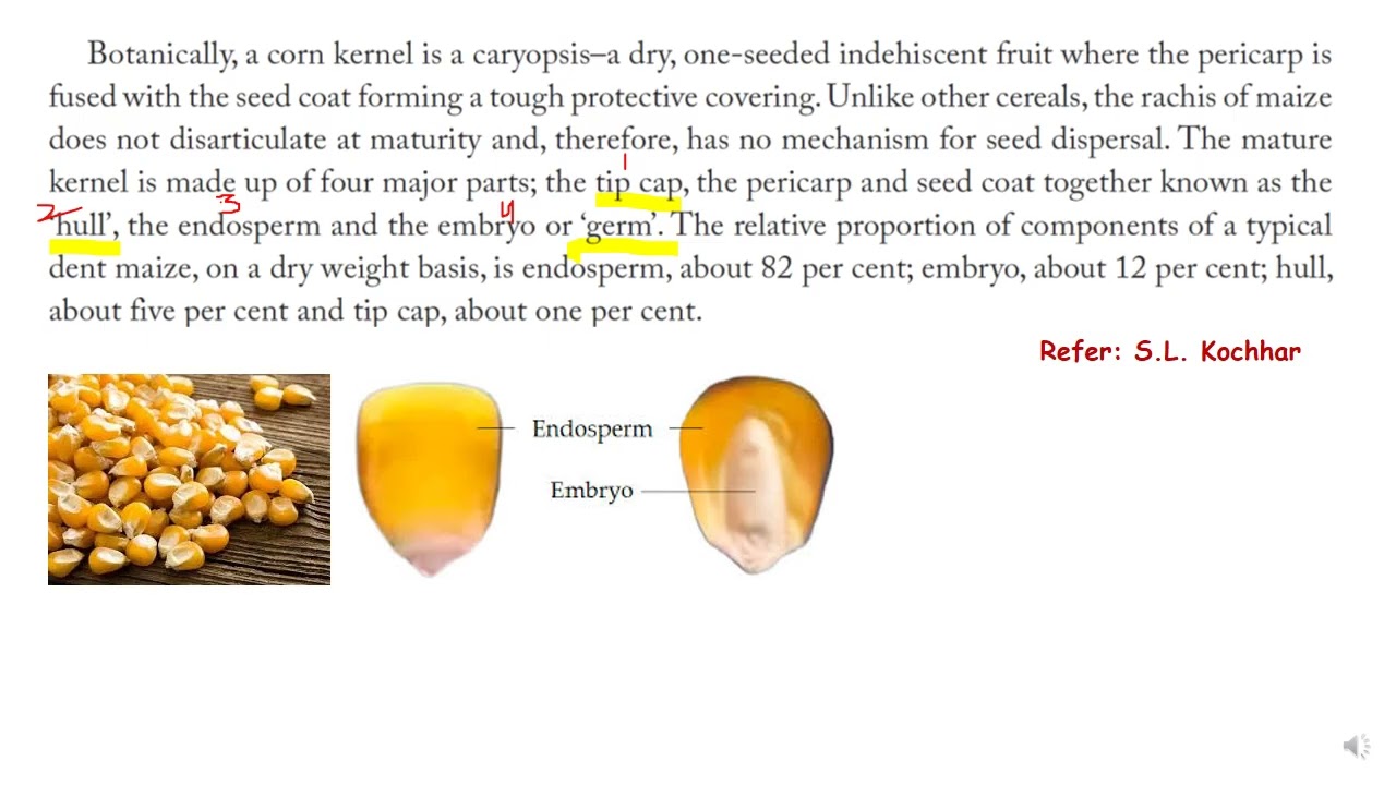 Maize section, types, botany, economic importance #botany   #economicbotany #agriculture