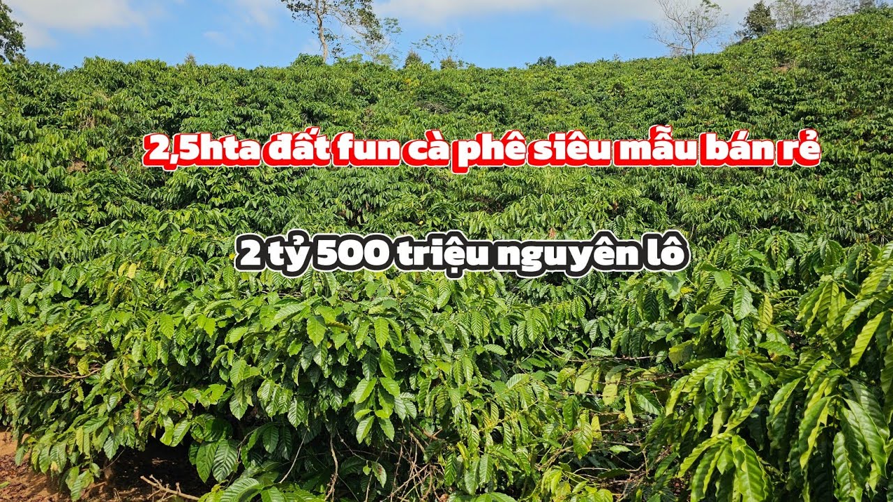 2h5 đất rẫy fun cà phê siêu mẫu bán rẻ