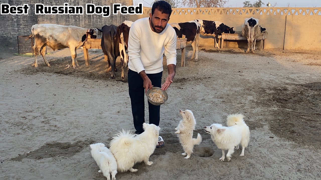 Russian Dog Best Feed 🐕 Zero Size Russian Puppies 🐶 Pets Lover in Punjab 