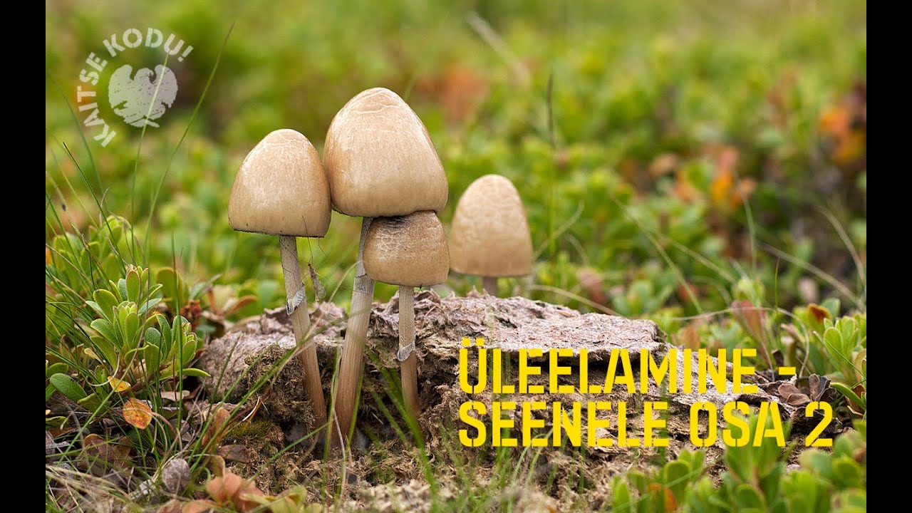 Üleelamine - Seenele ehk Milliseid seeni korjata OSA 2