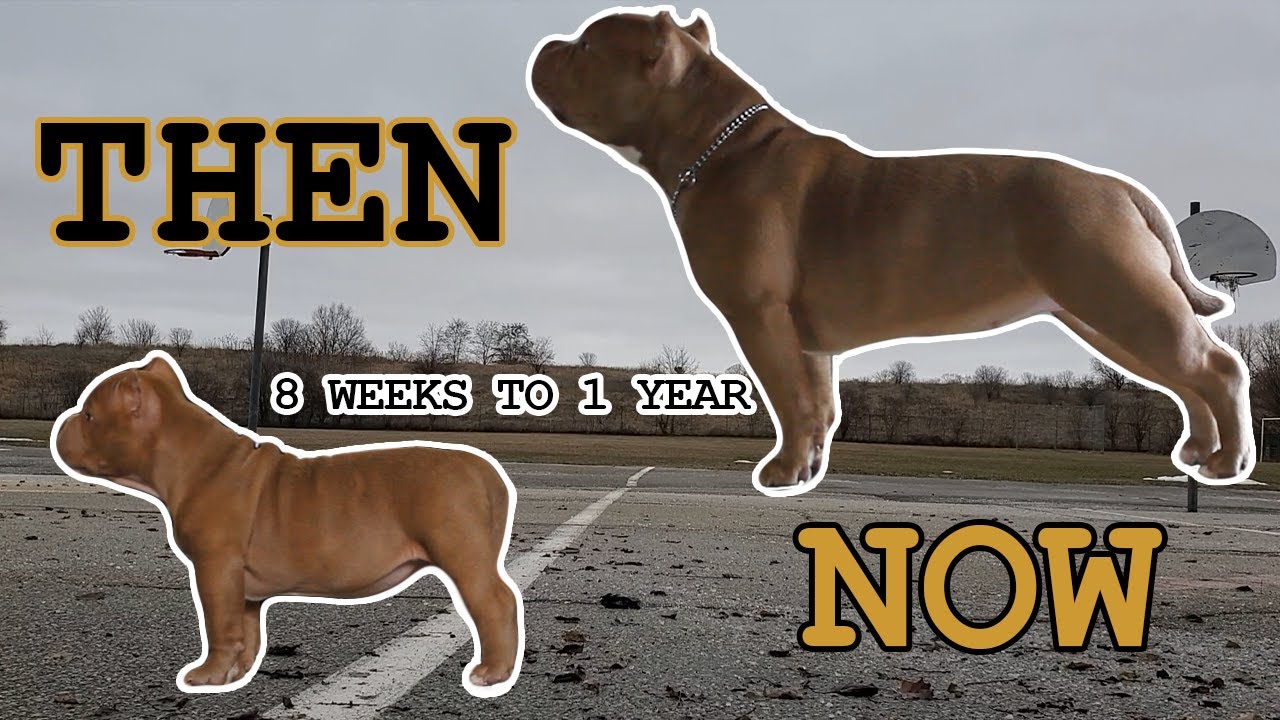 AMERICAN POCKET BULLY 8 WEEKS TO 1 YEAR (SHORT VERSION) #dog #dogtraining #americanbully #puppy