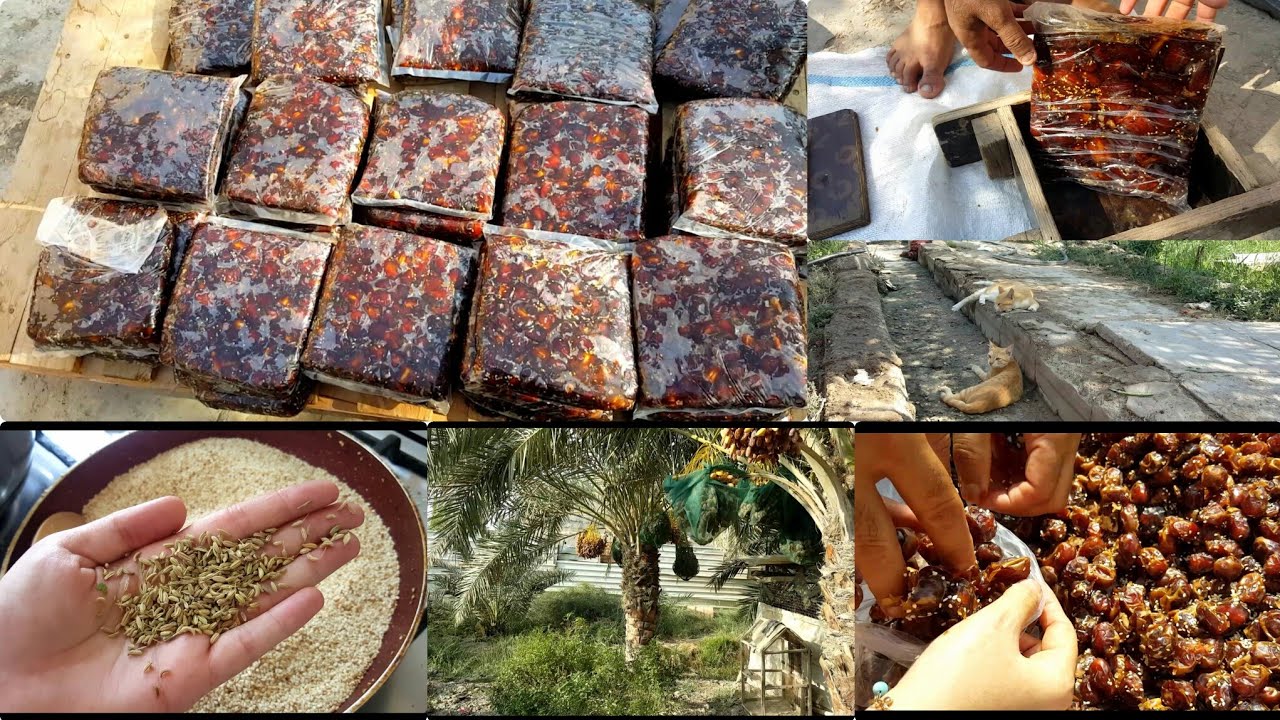 حان موعد جبس التمور في البصره  طريقتنا كل سنه. 🌴خطوه بخطوه تعالو شوفوها. 😀
