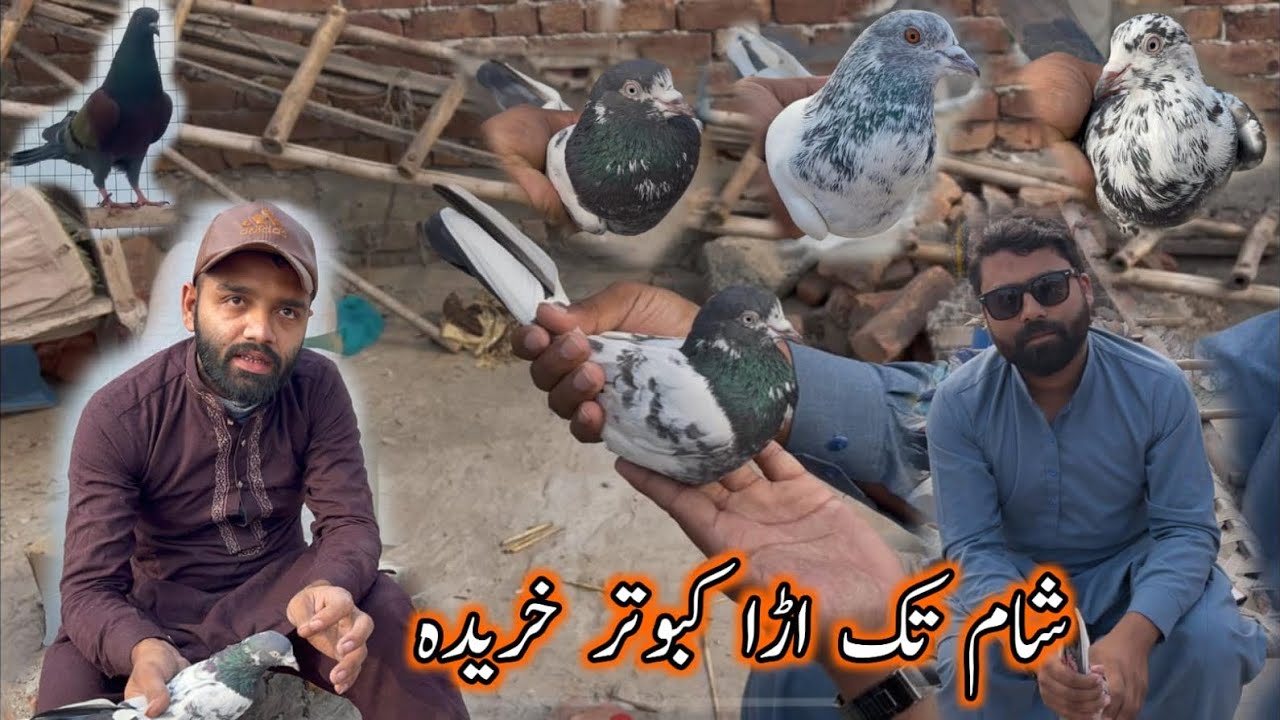 Sham Tak Ura Taddy Kabootar Kharida 😊