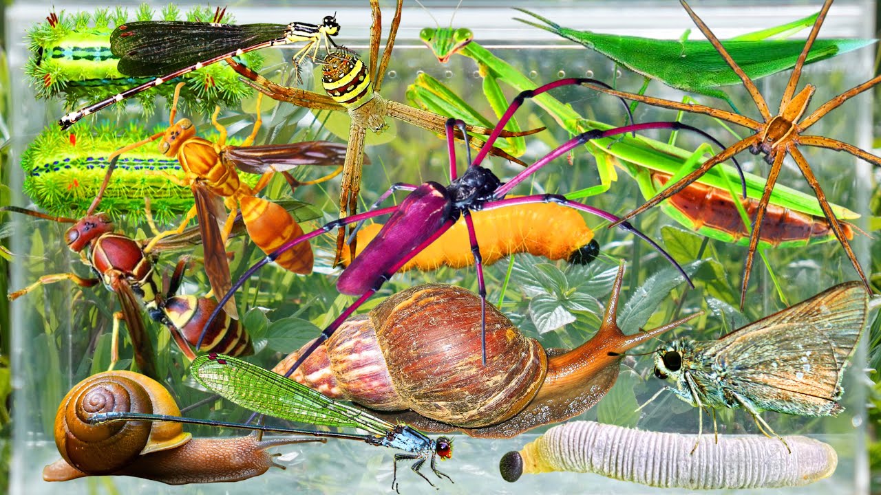 Full Wild Bug Hunting Adventure | Catching Amazing Insects in Nature (Butterflies, Mantis & More)