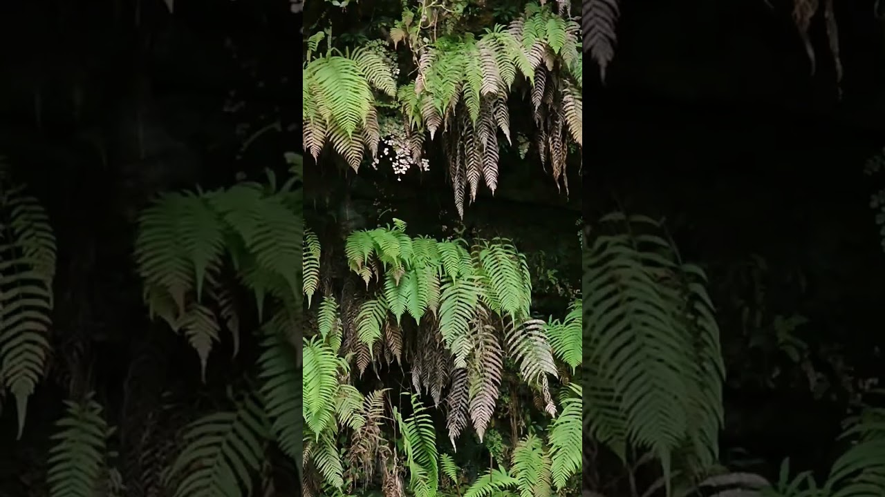 Nature's Vertical Garden